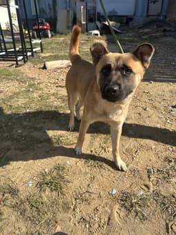 Bobo image 1