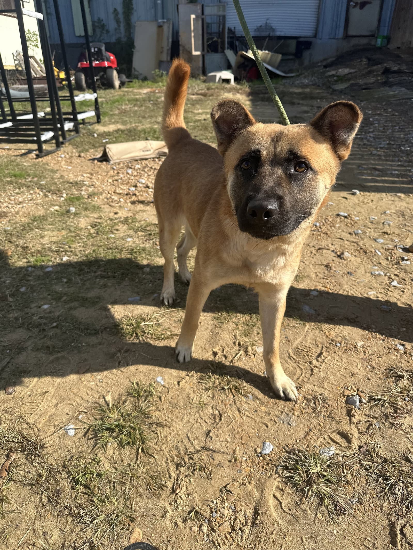 Bobo - Shepherd