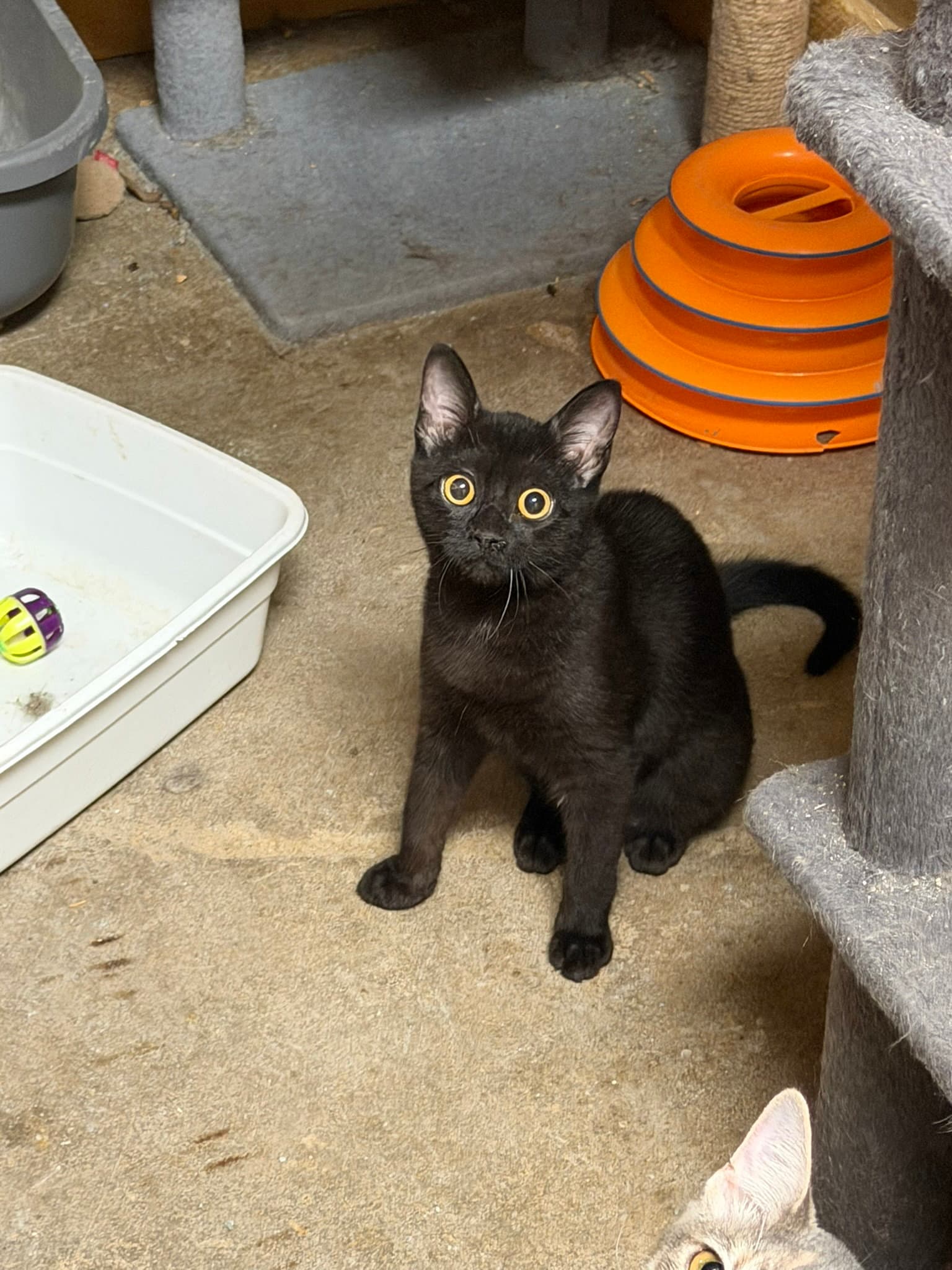 Yuri - Domestic Short Hair
