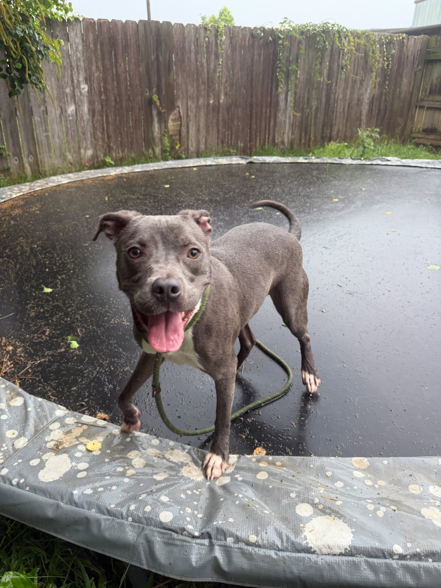 Serenity - American Pit Bull Terrier