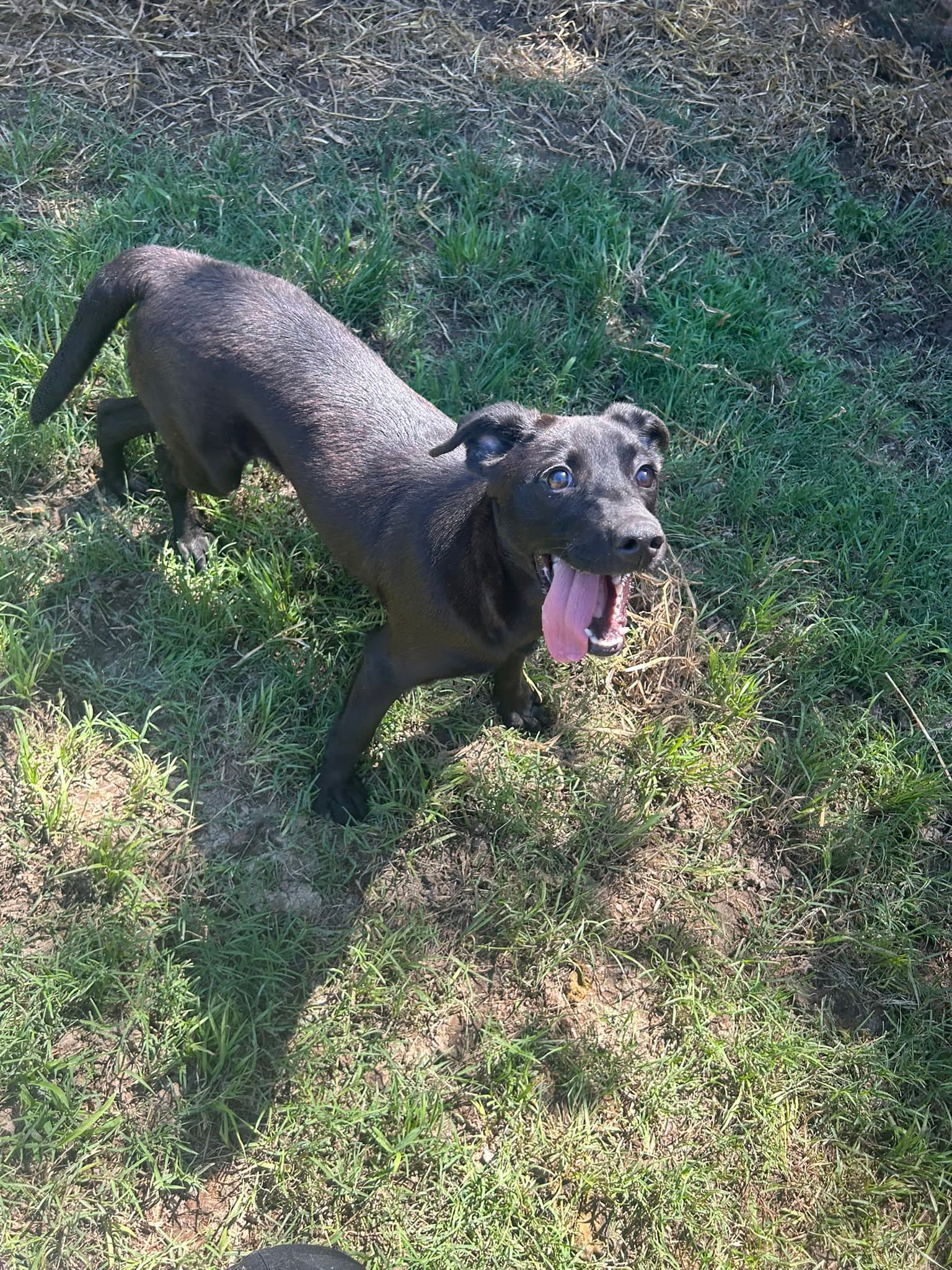 Tammy - Labrador Retriever