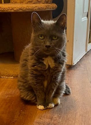 Mickey - Domestic Short Hair