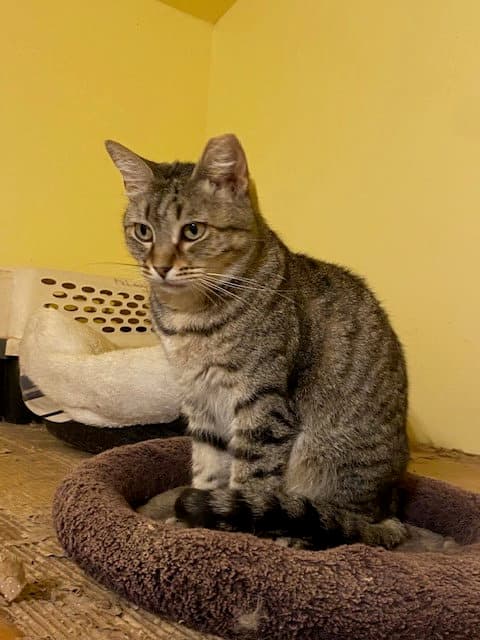 Craft - Domestic Short Hair