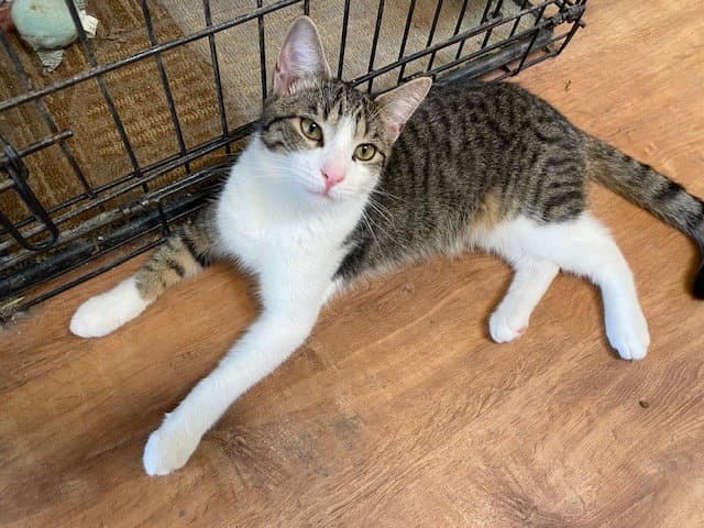 Jinx - Domestic Short Hair