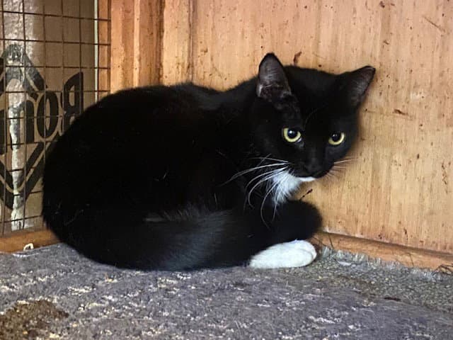 Sarah - Domestic Short Hair
