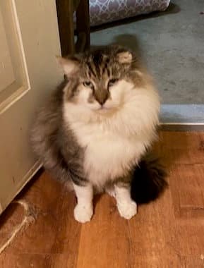 Captain Churu - Domestic Long Hair