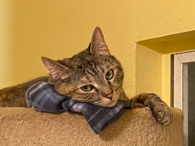 Susan - Domestic Short Hair