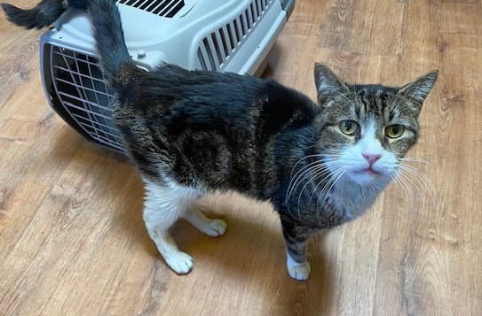Neighbor - Domestic Medium Hair
