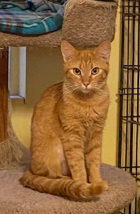 Lina - Domestic Short Hair