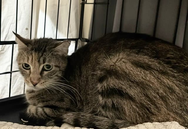 Melvina - Domestic Short Hair