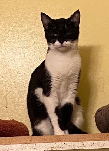 Kureha - Domestic Short Hair