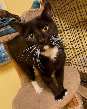 Cassie - Domestic Short Hair