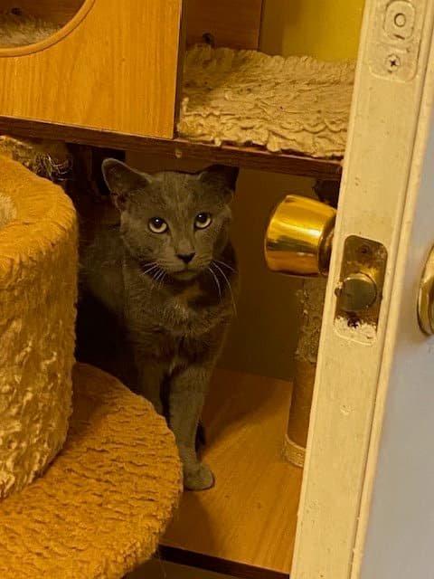Atlantis - Domestic Short Hair