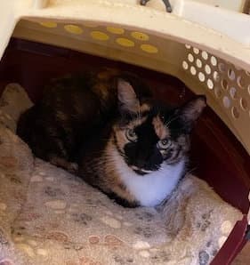 Baffi - Domestic Short Hair