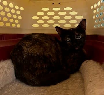 Argi - Domestic Short Hair
