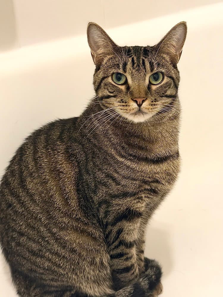 Gator - Domestic Short Hair