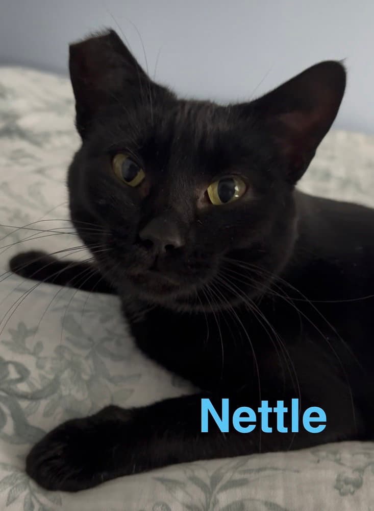 Nettle - Domestic Short Hair