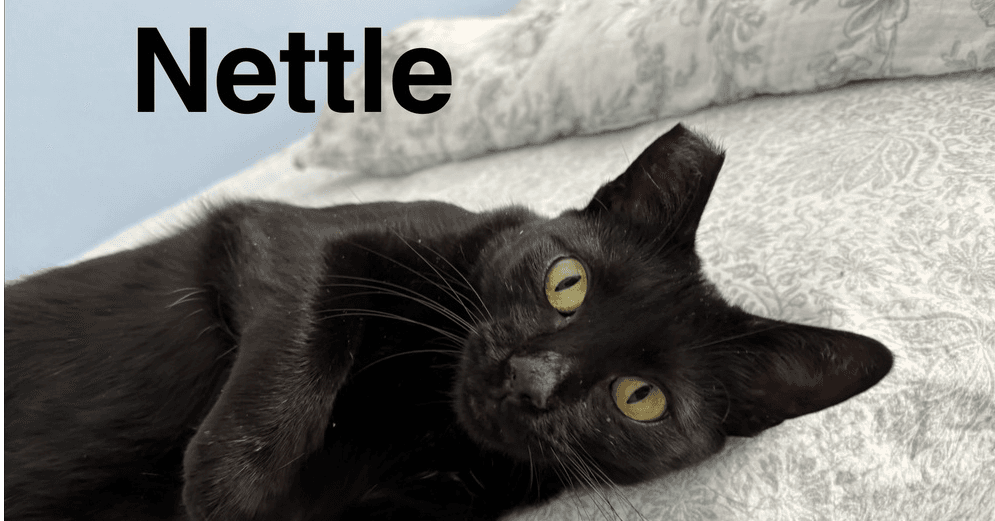 Nettle - Domestic Short Hair