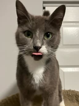 Postmark Special Needs - Felv image 1