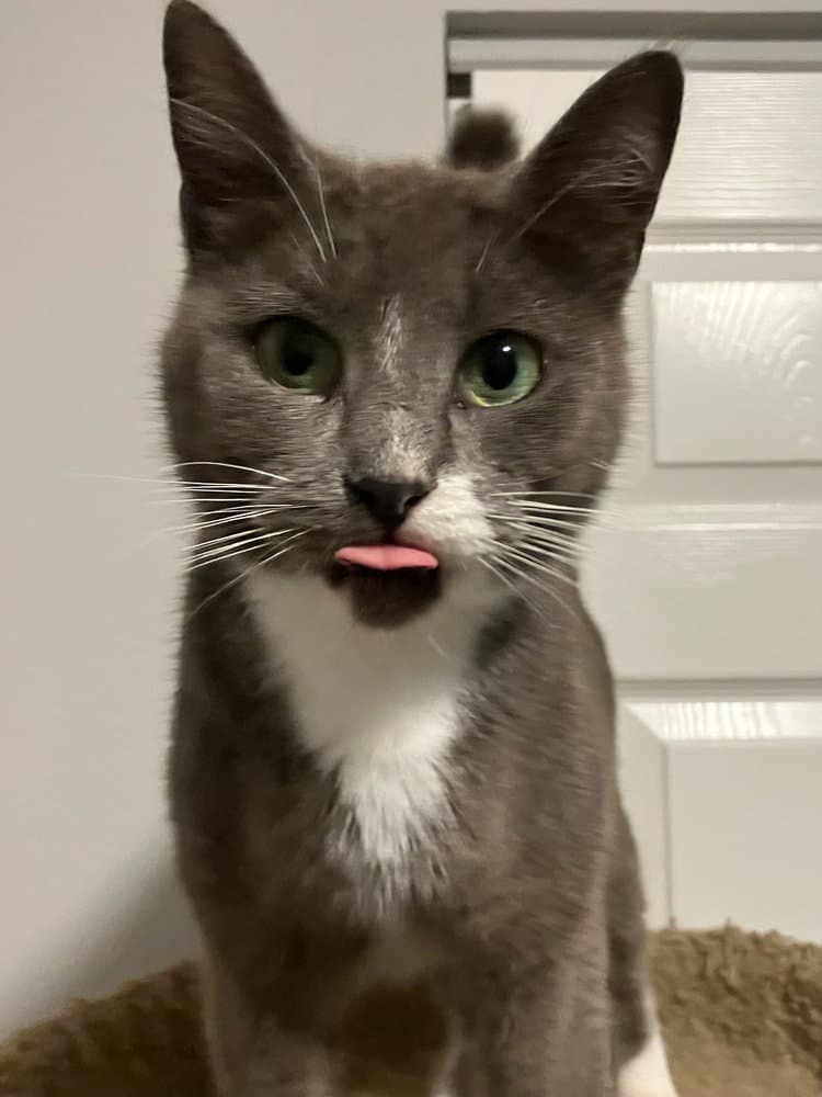 Postmark Special Needs - Felv - Domestic Short Hair