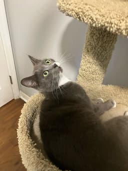 Postmark Special Needs - Felv image 3