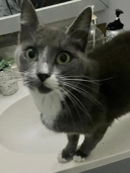 Postmark Special Needs - Felv image 4