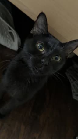 Nala image 1