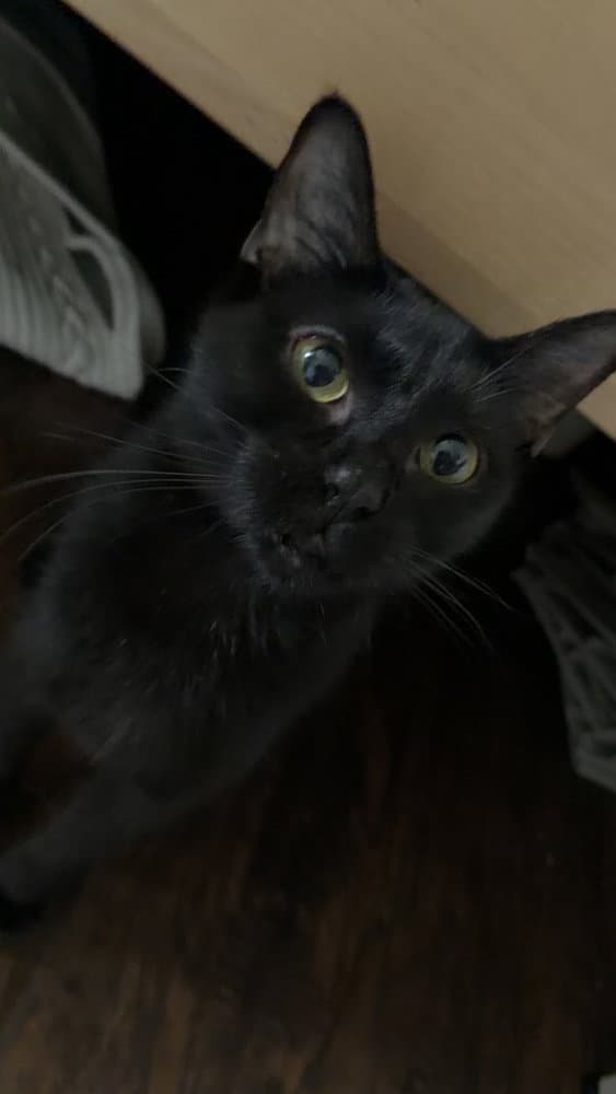 Nala - Domestic Short Hair
