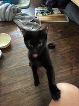 Nala image 2