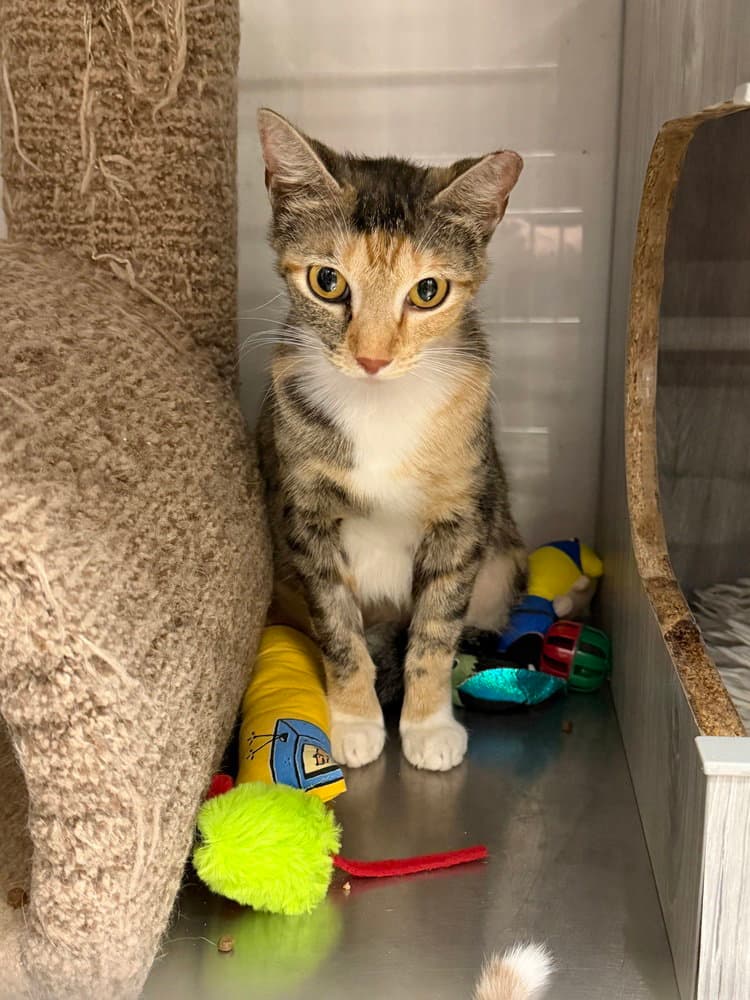 Celestia - Domestic Short Hair