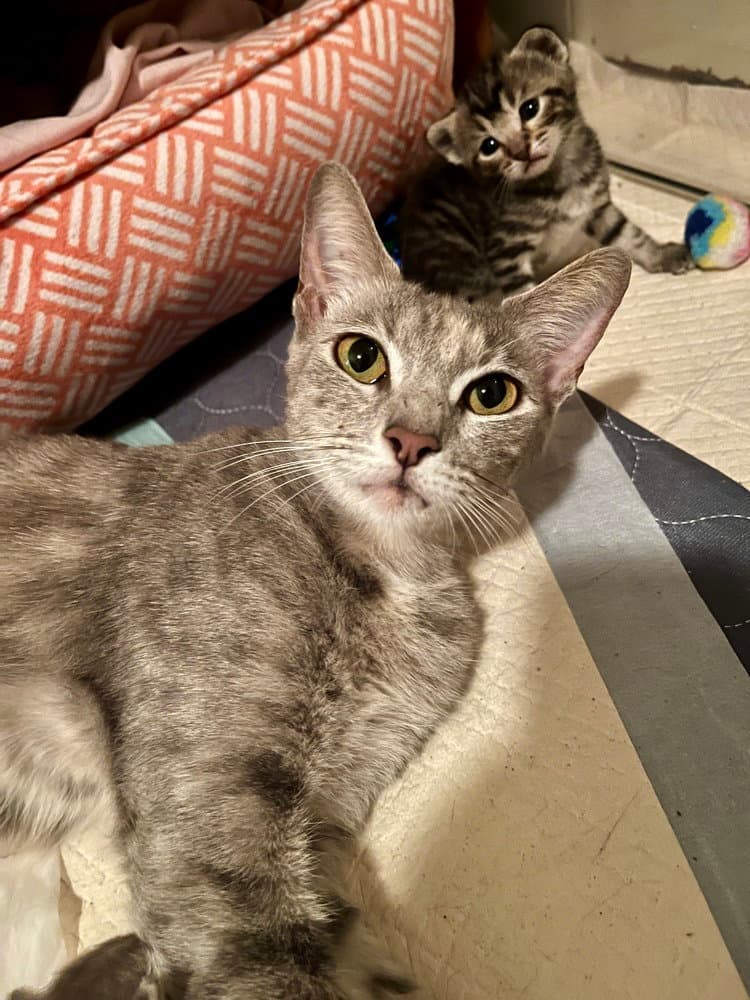 Miss Cleo - Domestic Short Hair