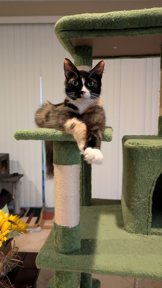 Crme Brle - Domestic Short Hair