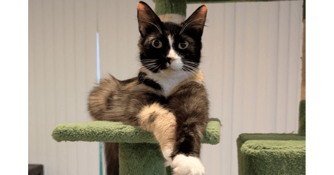 Crme Brle - Domestic Short Hair
