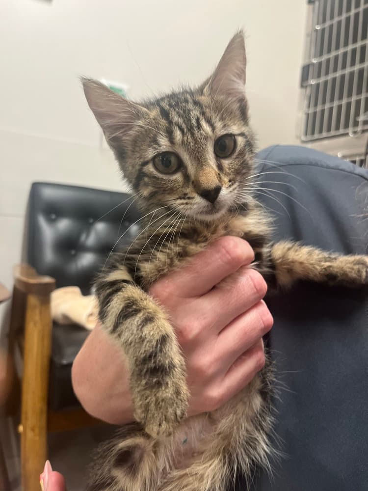 Tappy - Domestic Short Hair
