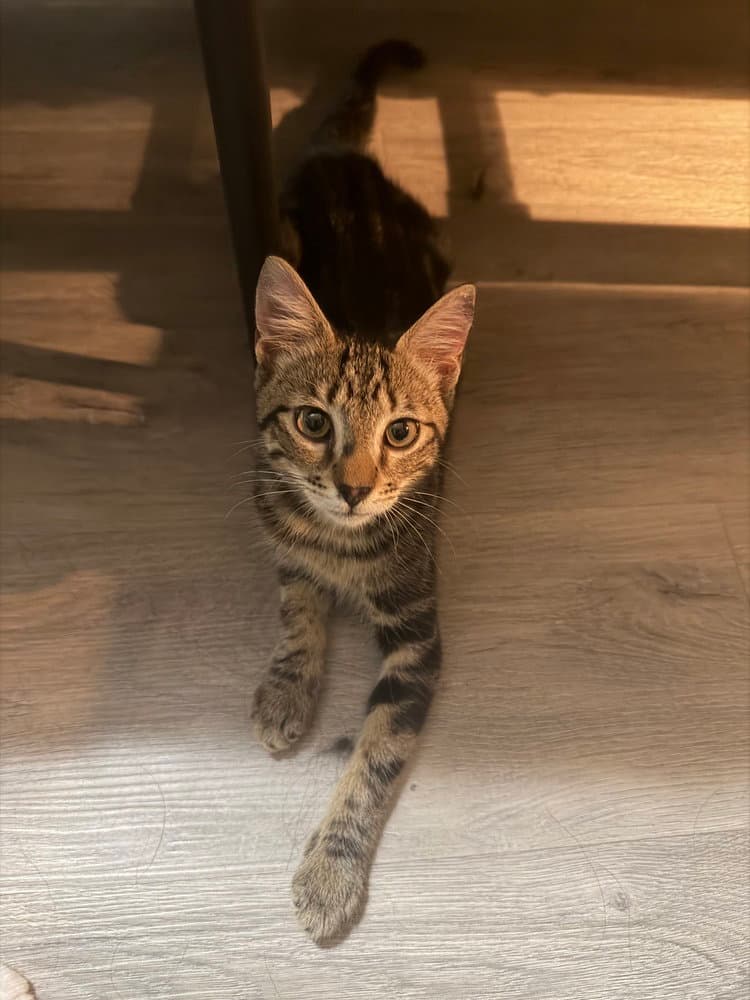 Tappy - Domestic Short Hair