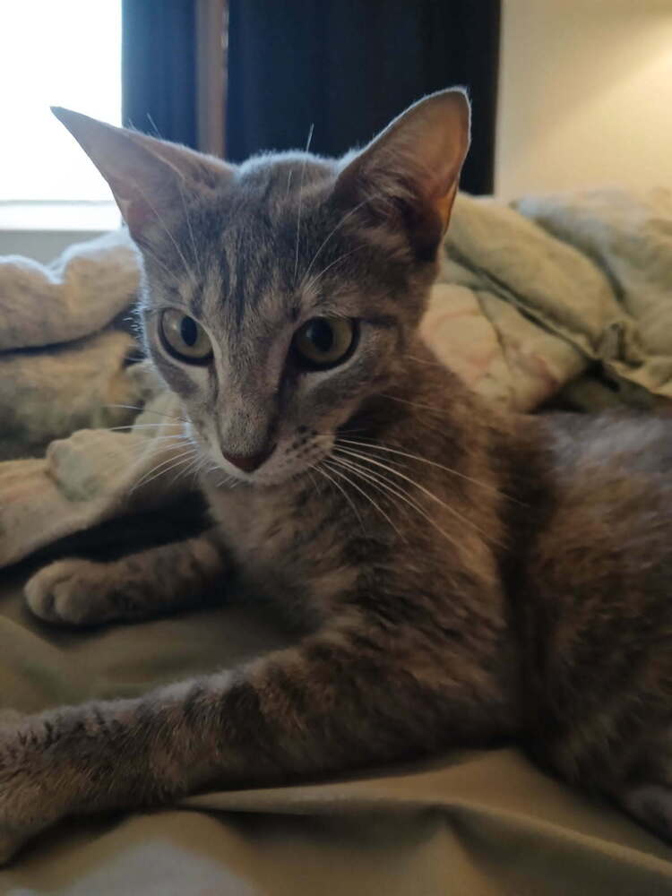 Grace - Domestic Short Hair