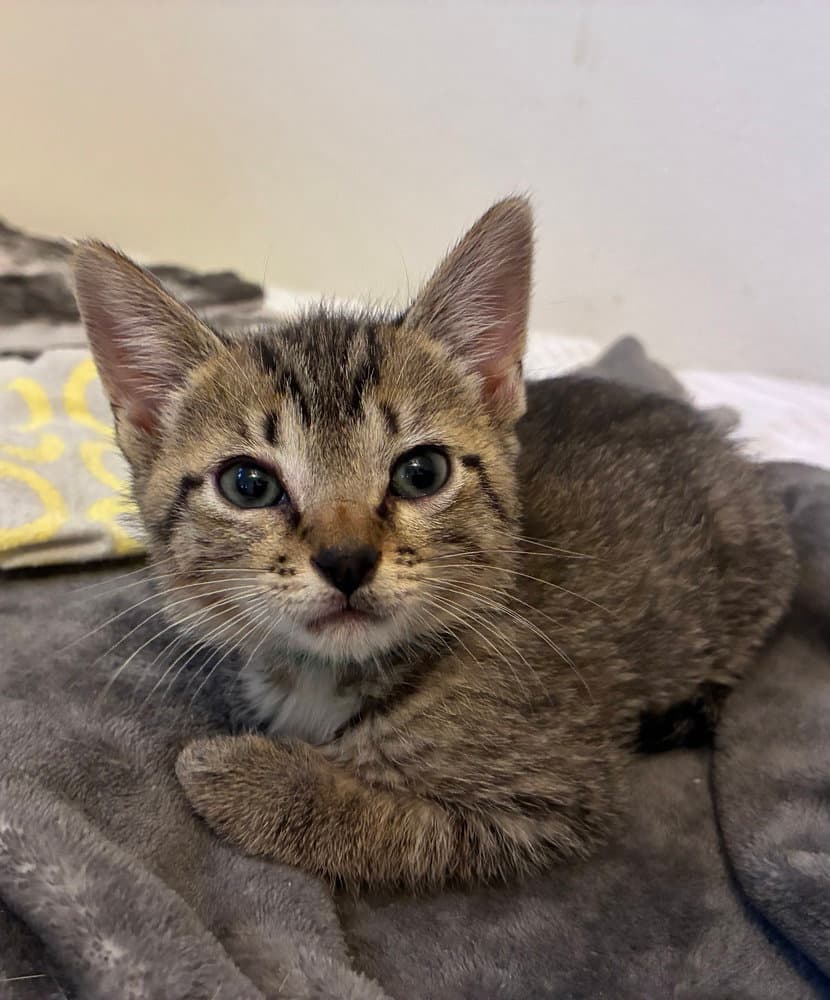 Ziti - Domestic Short Hair