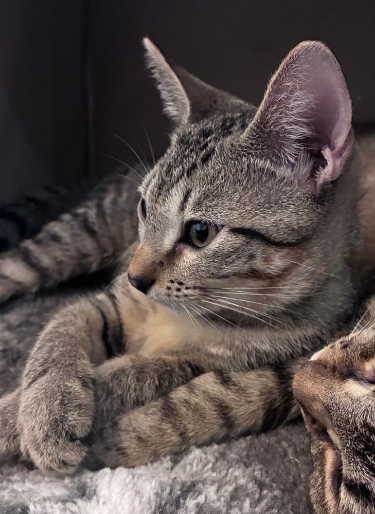 Ziti - Domestic Short Hair