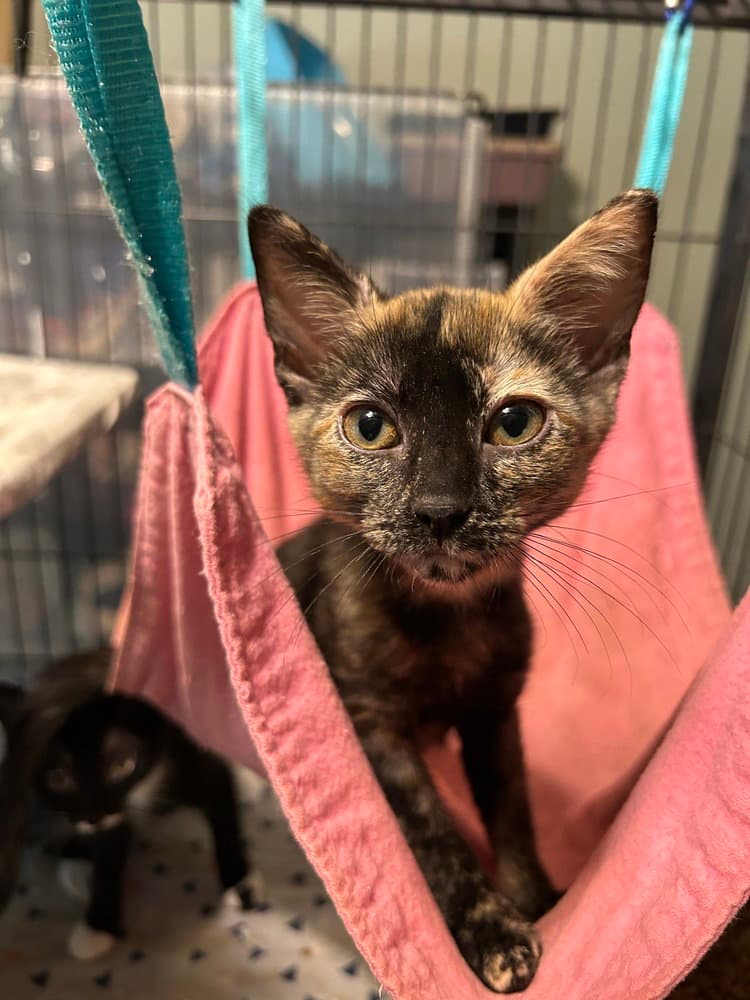 Aasha - Domestic Short Hair