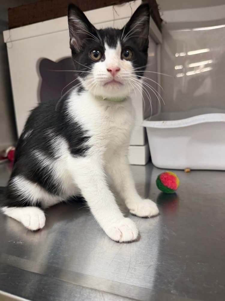 Lachlan - Domestic Short Hair