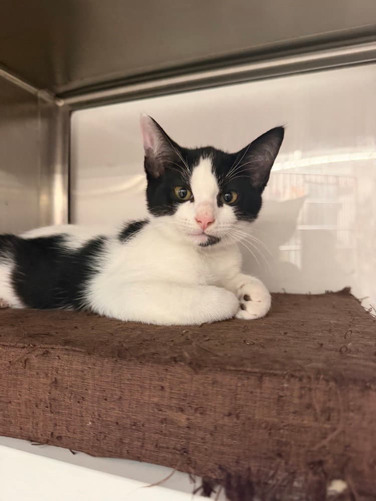 Fraser - Domestic Short Hair
