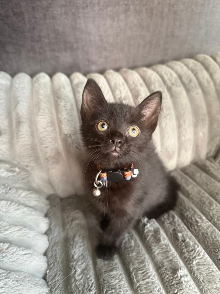 Orbiter - Domestic Short Hair