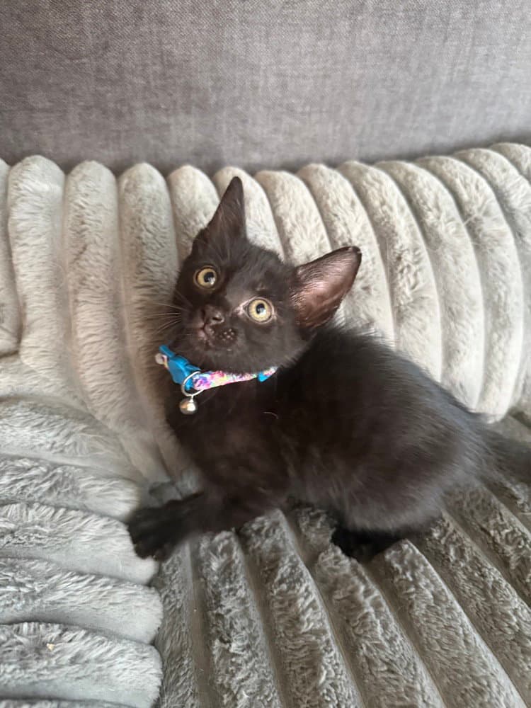 Porch Light - Domestic Short Hair