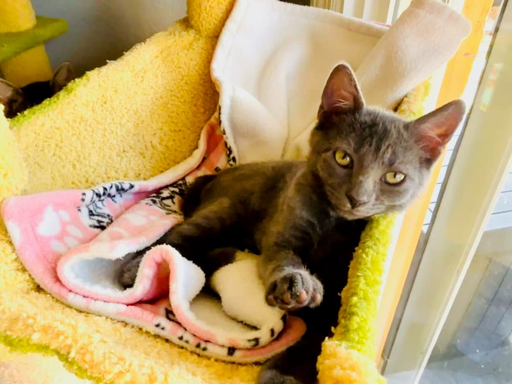 Gracie - Domestic Short Hair