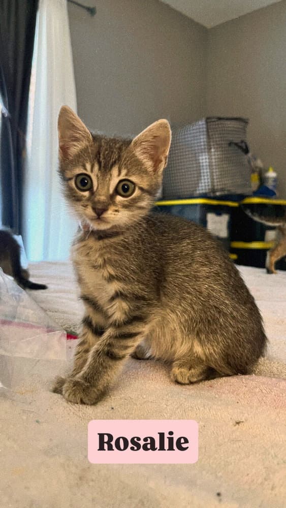 Rosalie - Domestic Short Hair