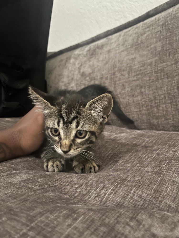 Star - Domestic Short Hair