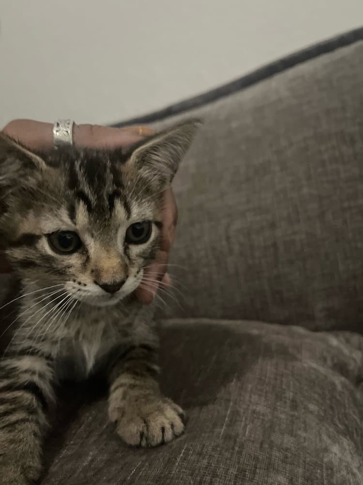 Astro - Domestic Short Hair