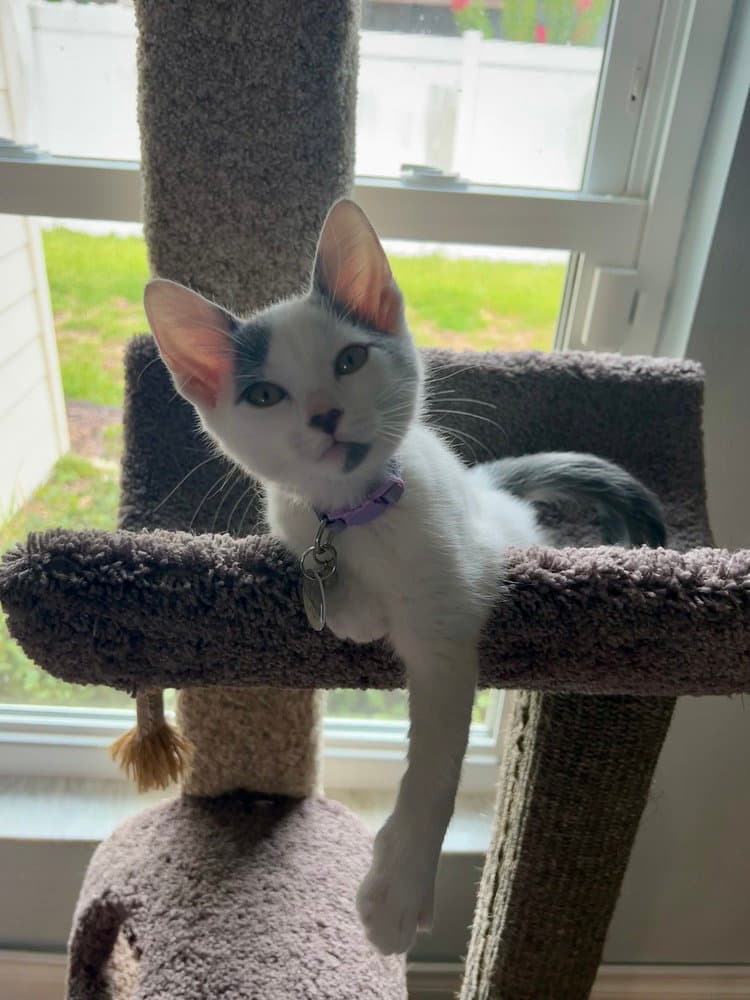 Silvie - Domestic Short Hair