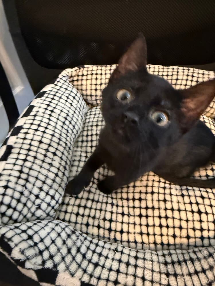 Marcia Pending Adoption - Domestic Short Hair