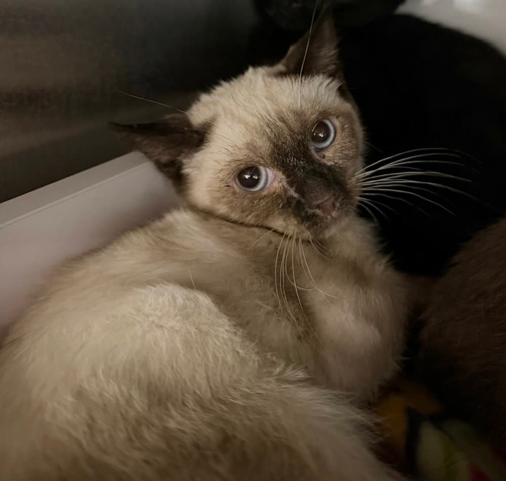 Putter - Domestic Short Hair